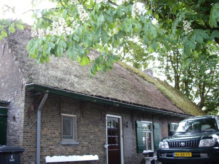 Onderhoud rieten dak